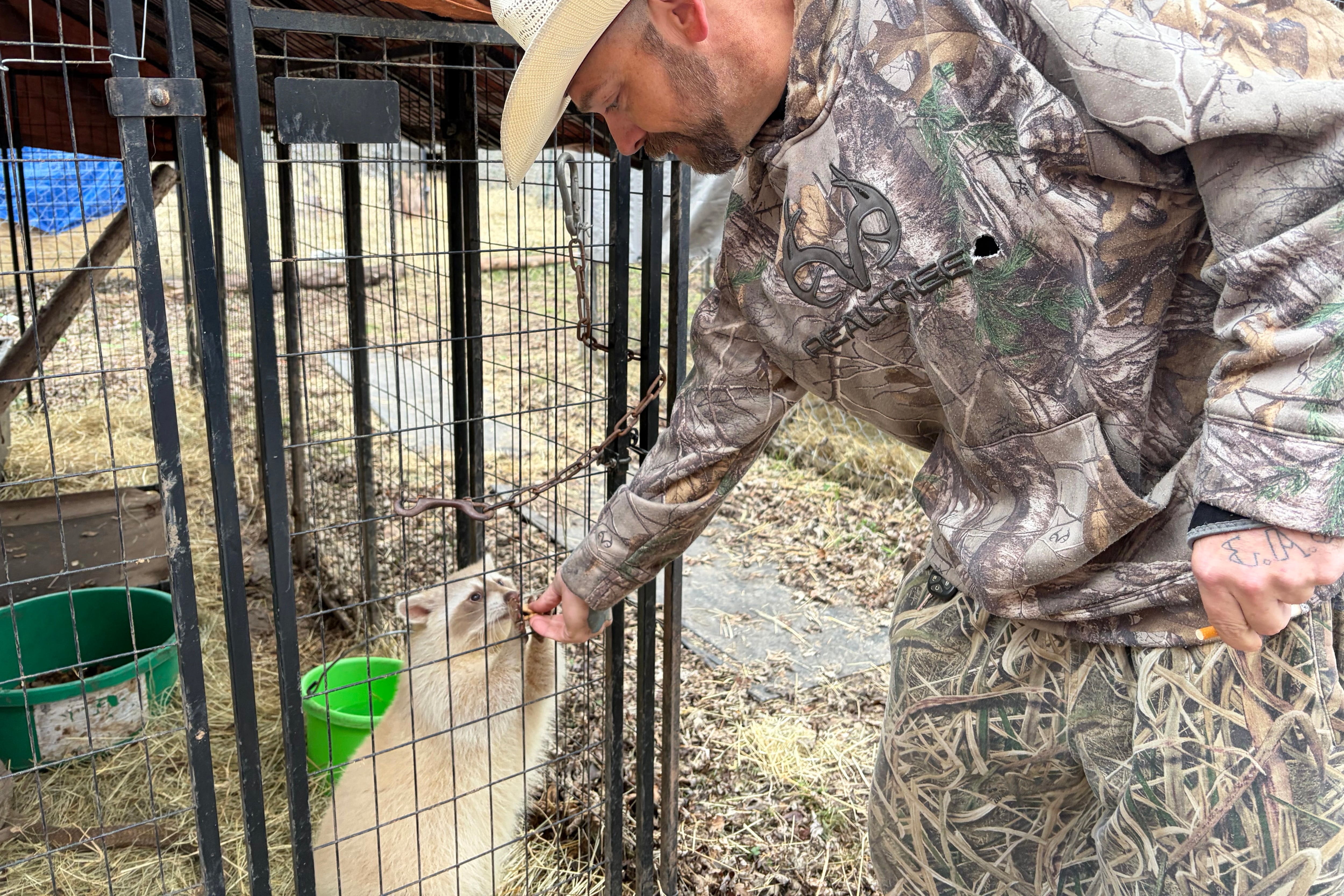 Robert Sory feeds an albino raccoon through a cage.