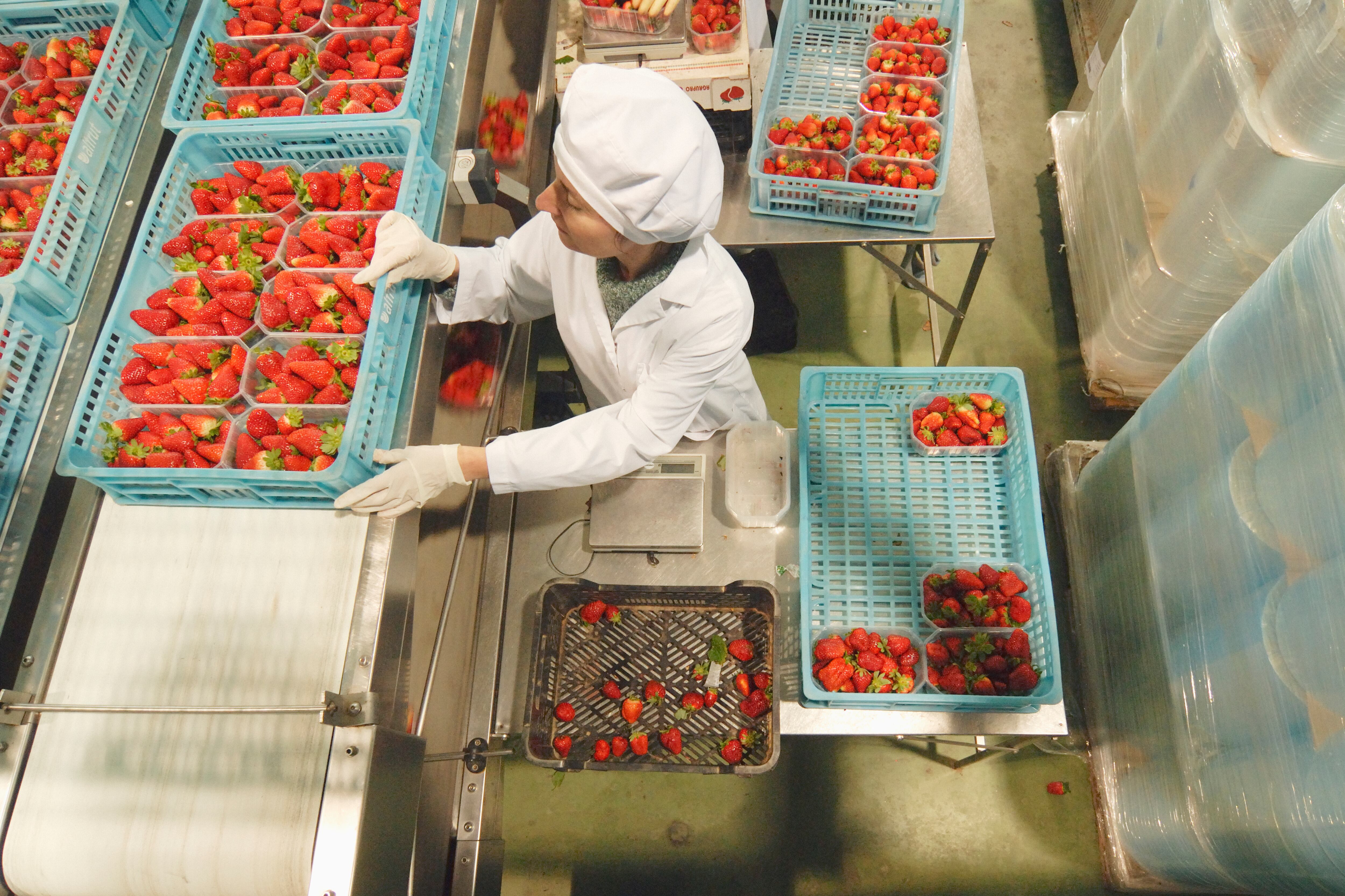 A woman checks strawberries in a factory production line.