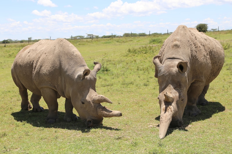 Two white rhinos graze on grass.