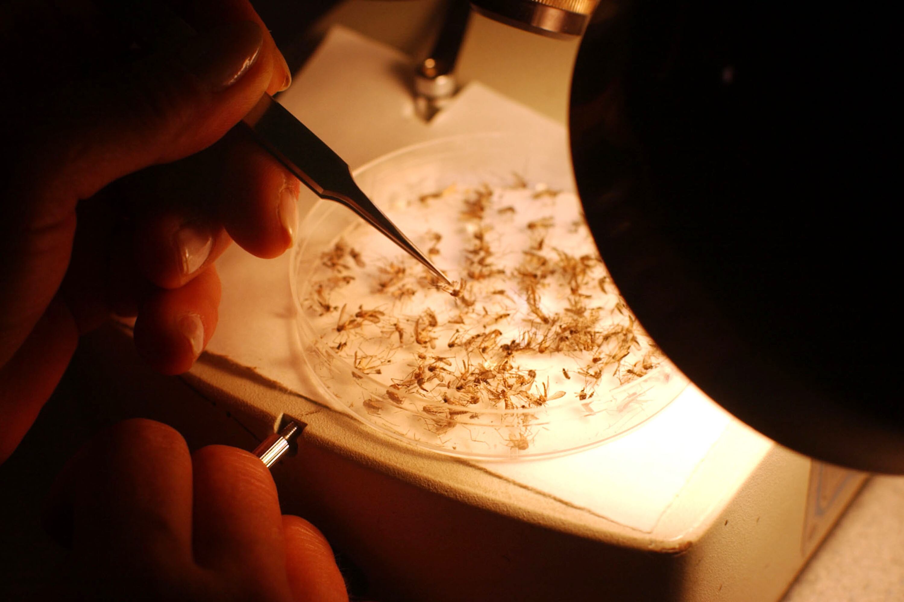 An entomologist identifies mosquitoes in a petri dish in a lab.
