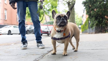 Scooping the poop: NYC Council moves to make it easier to clean up after dogs