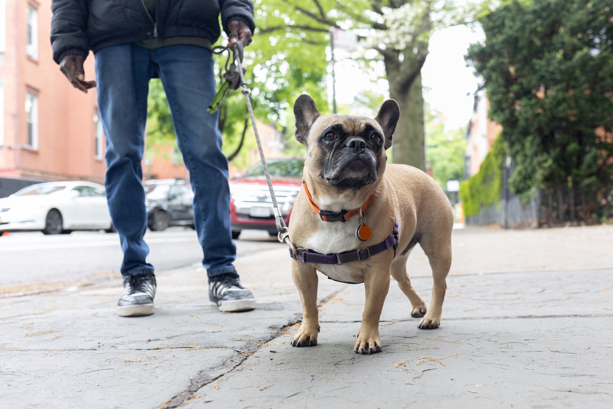 A man walks a dog.