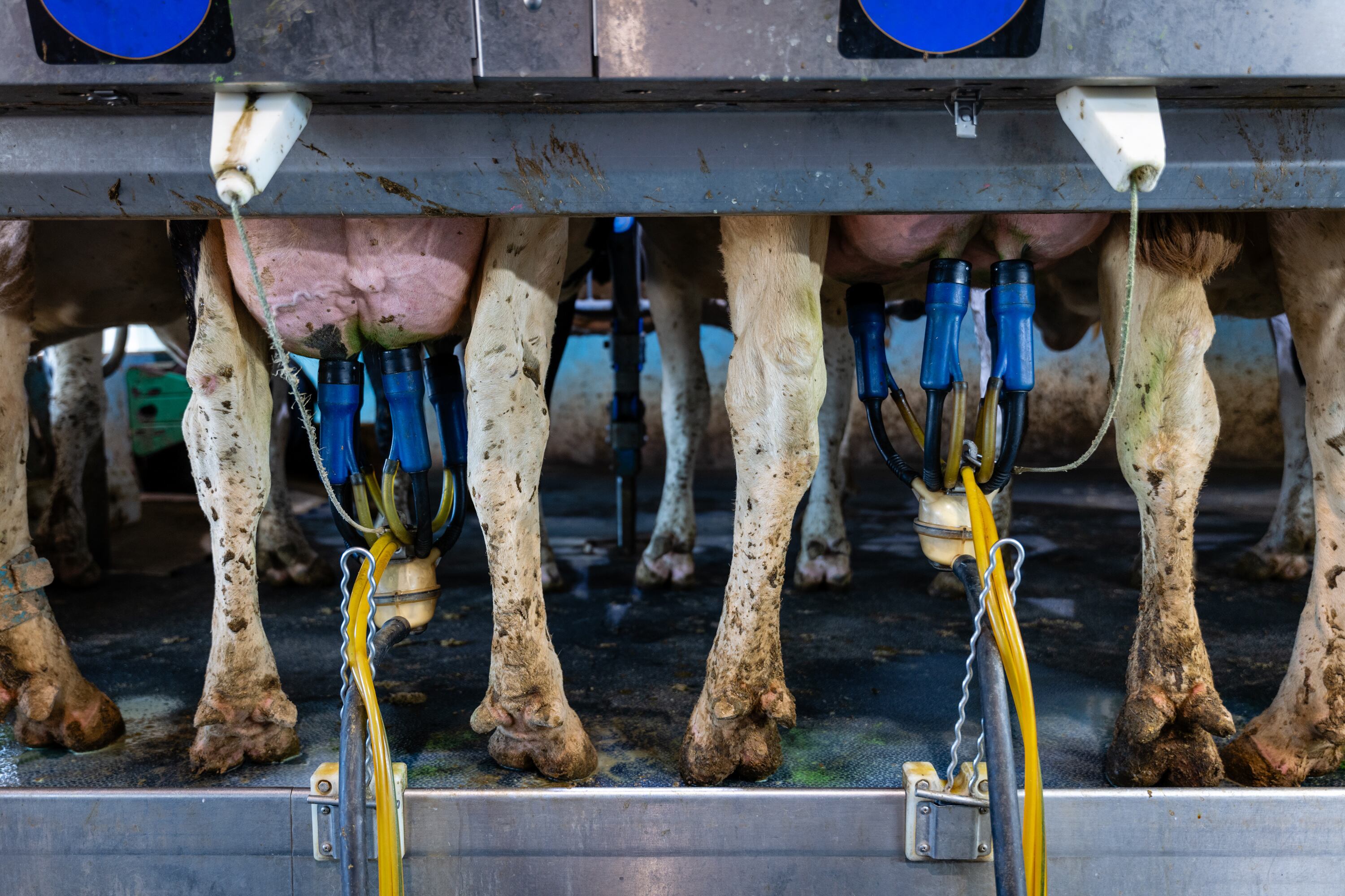 A close up of two cow's back legs and utters being milked by a machine.