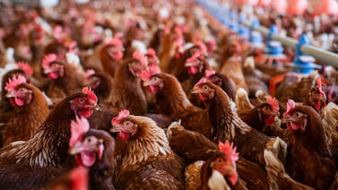 Georgia confirms 5th outbreak of bird flu this year. Chickens culled at Gordon County commercial farm.