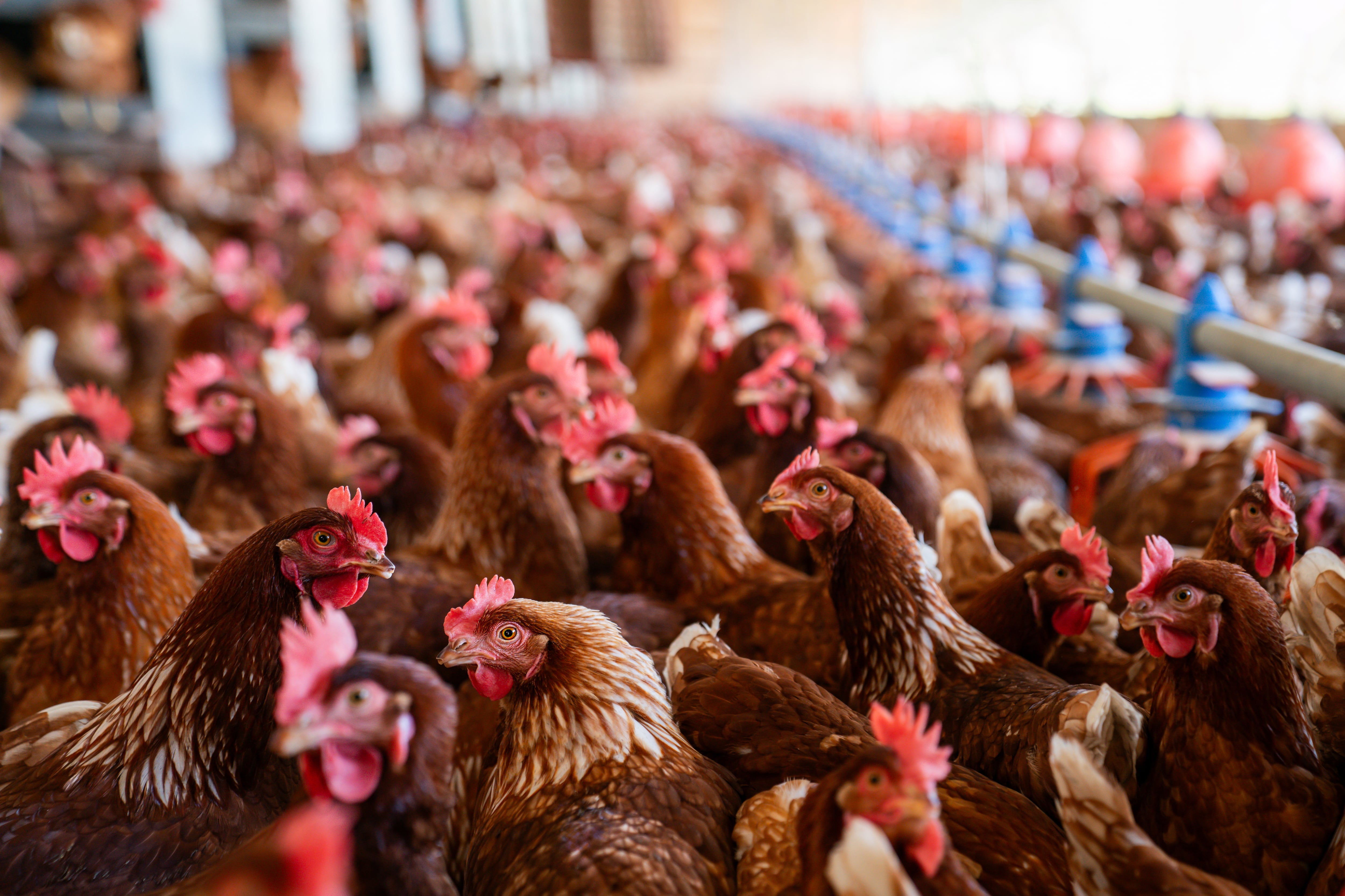 Close-up on a group of brown chickens at a poultry farm.