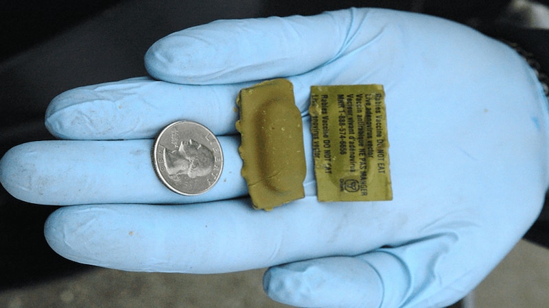 A gloved hand holds rabies vaccine bait next to a quarter coin.