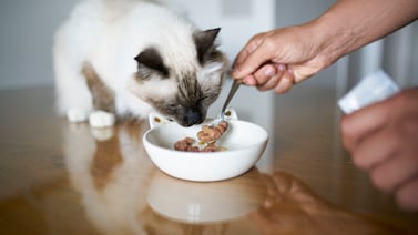 Bird flu: Monitoring New York City cats and raw milk cheese