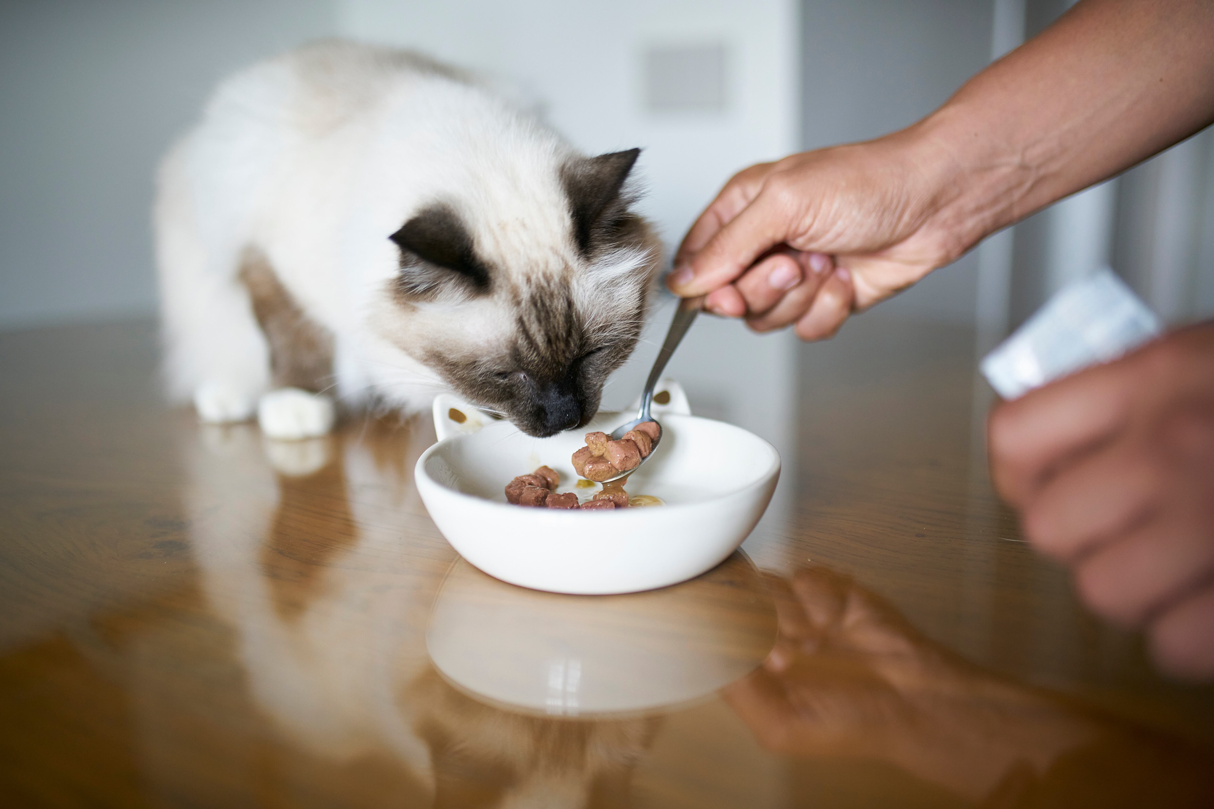 A cat eats food out of a dish.