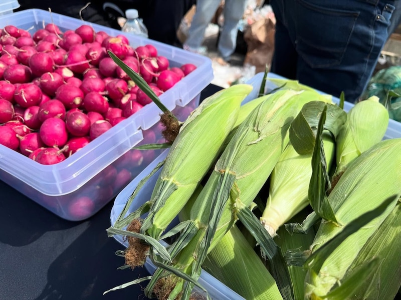 Bins of radishes and ears of corn are displayed on a table at a food distribution event.