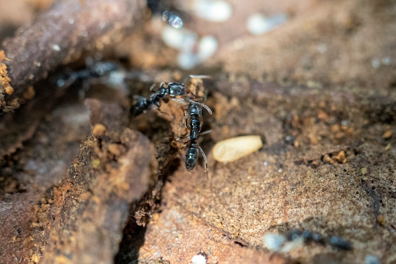 Ants crawl along a log.