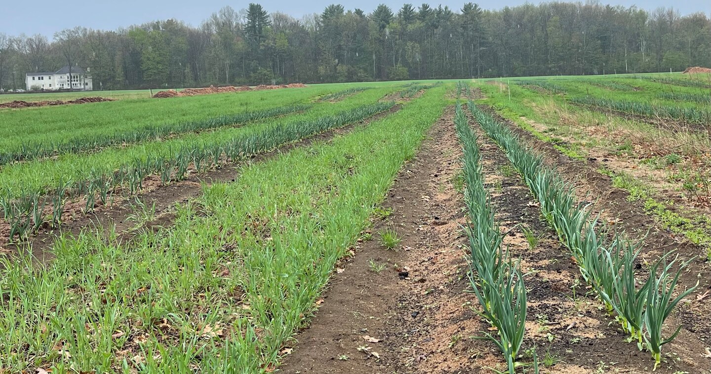Garlic Row How New York is treating chronic conditions with medically tailored ...