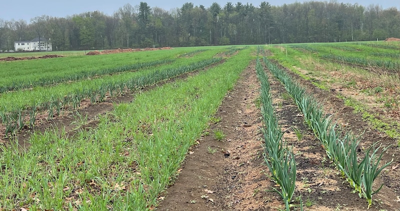 Rows of garlic grow in a farm field.