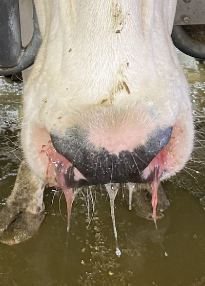 A cow has a runny nose due to bird flu.