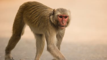 Tulane lab involved in monkey escape has history of safety lapses