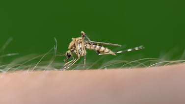 What you need to know about mosquitoes and West Nile virus