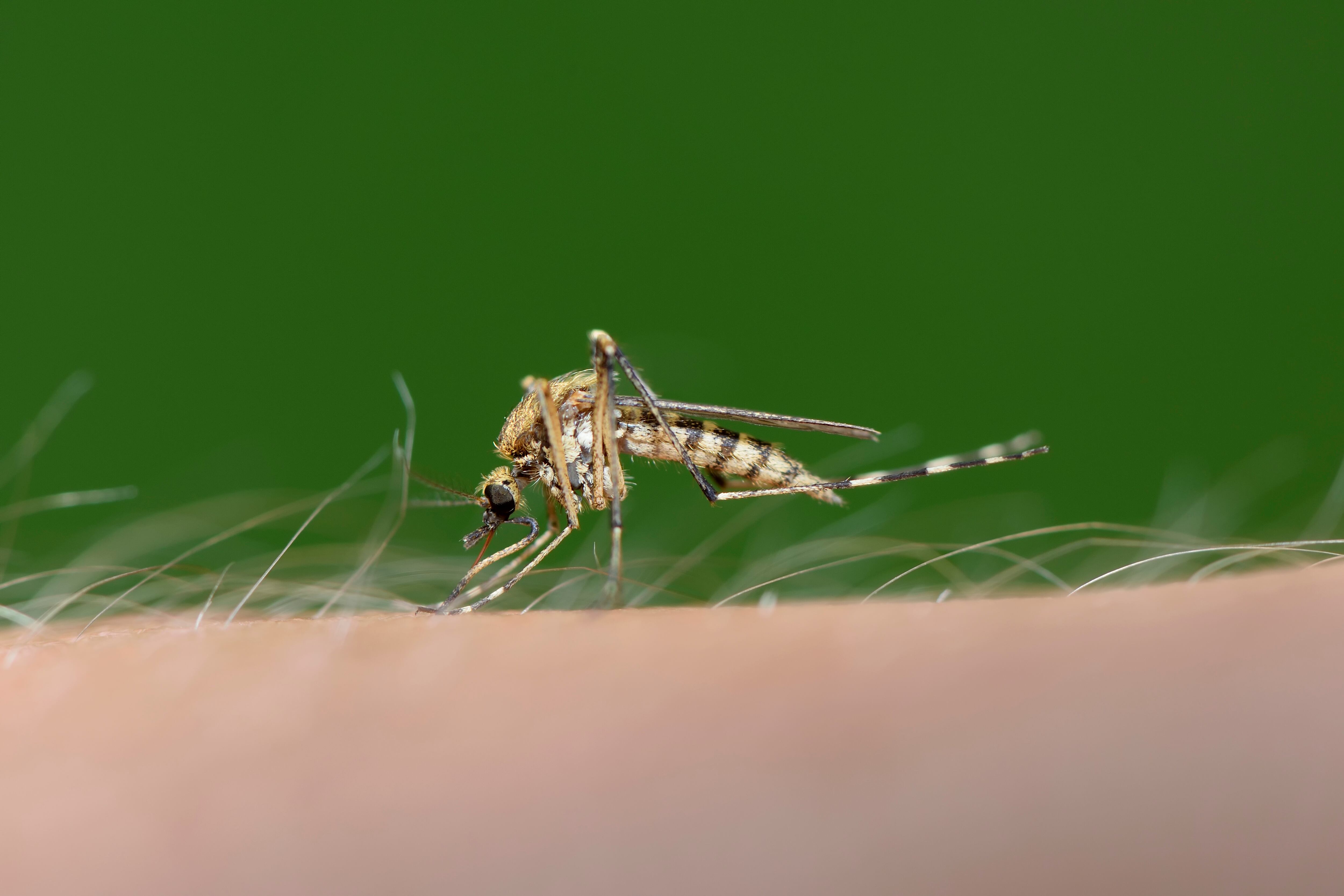 A mosquito lands on someone's arm.