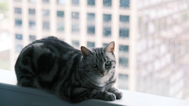 NYC Health Dept. warns against raw food after two cats die from bird flu