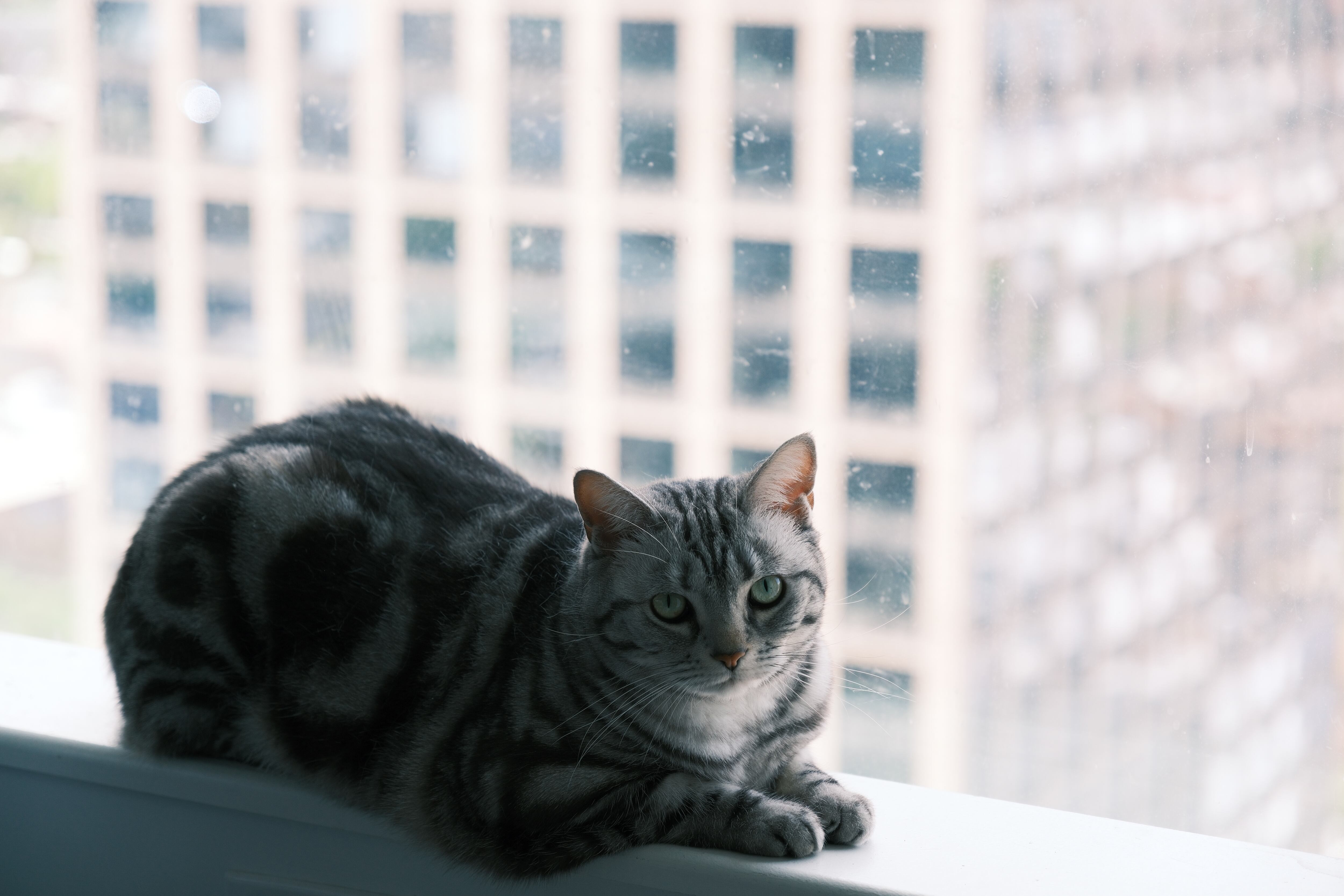 A cat sits on a windowsill in New York.