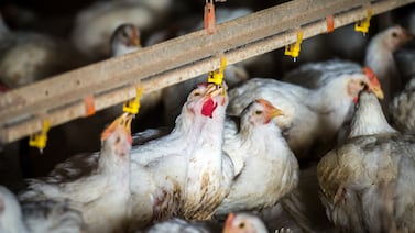 Bird flu in Georgia: Virus confirmed in second commercial flock in Elbert County