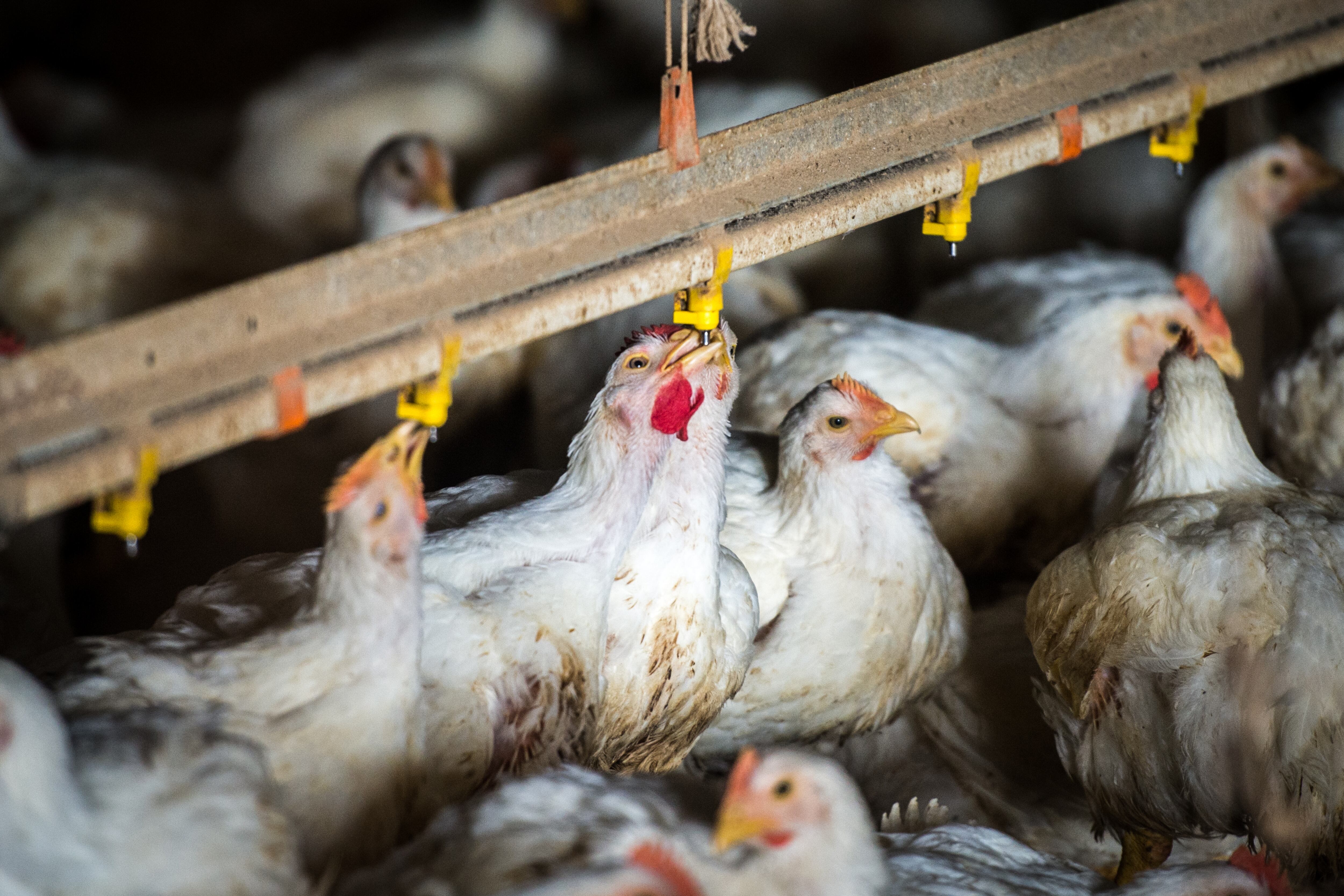Broiler chickens drink from water nipples in meat production poultry facility.