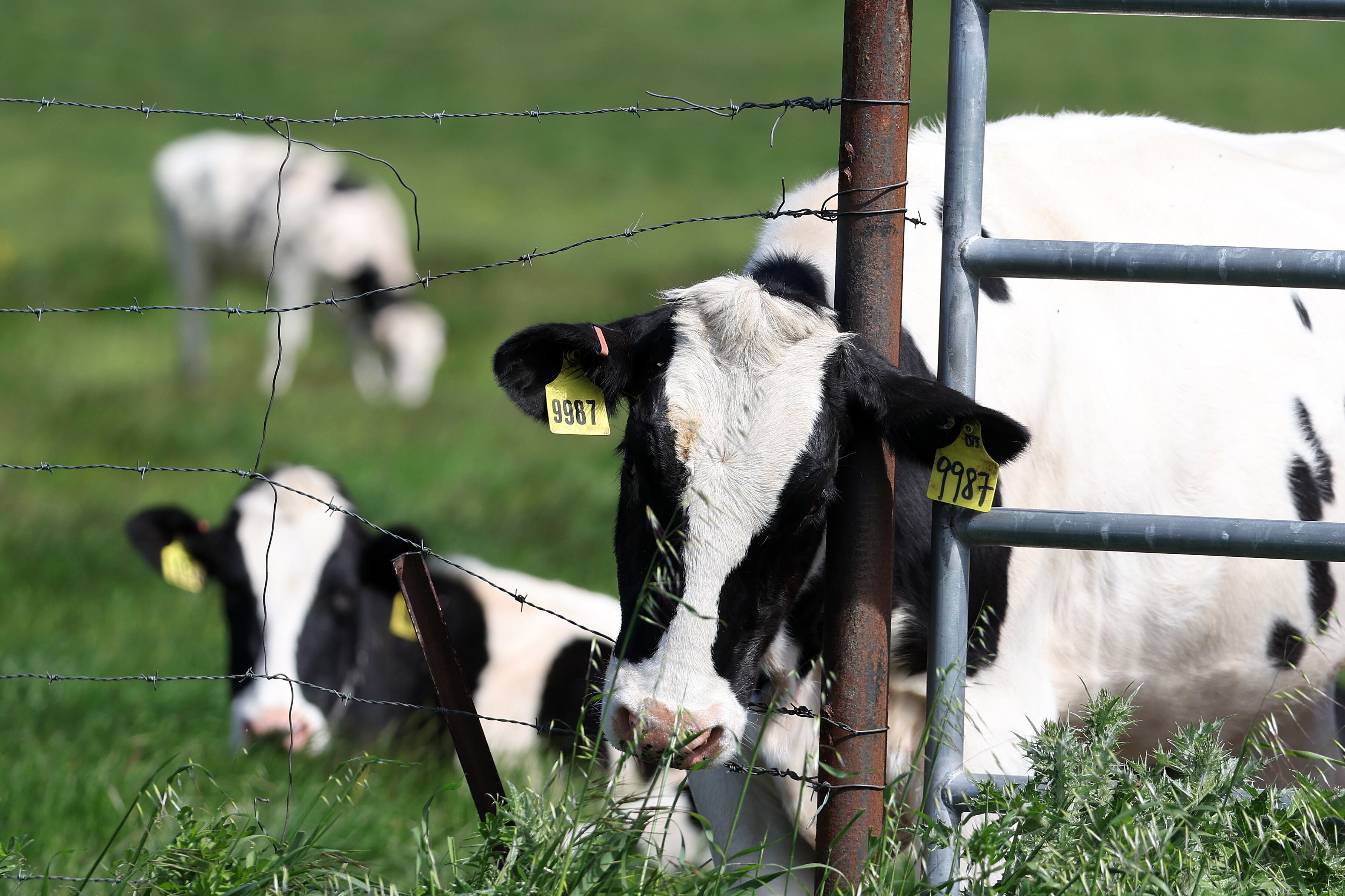 A black and white cow leans on a fence post as two others graze in a field behind it.