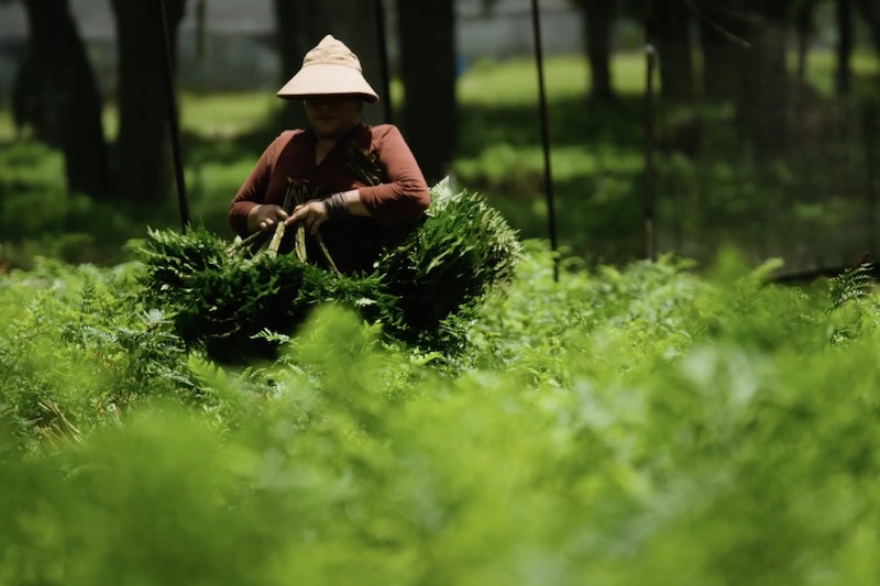 A farmworker harvests ferns in a field.