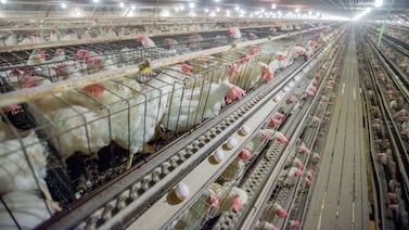 Georgia works to contain spread of bird flu from commercial poultry farm