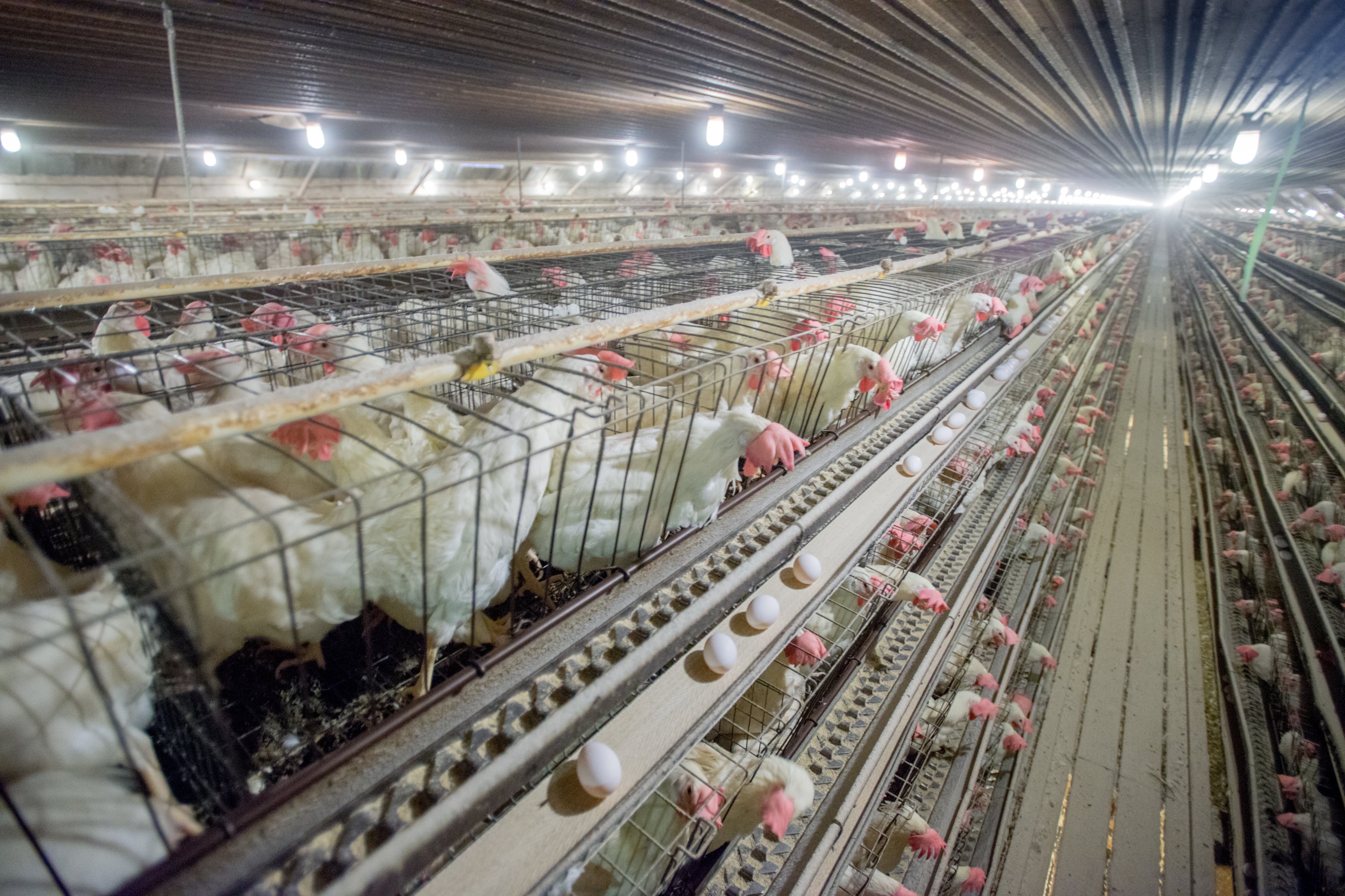 Chickens in cages at a conventional production commercial, egg farm.