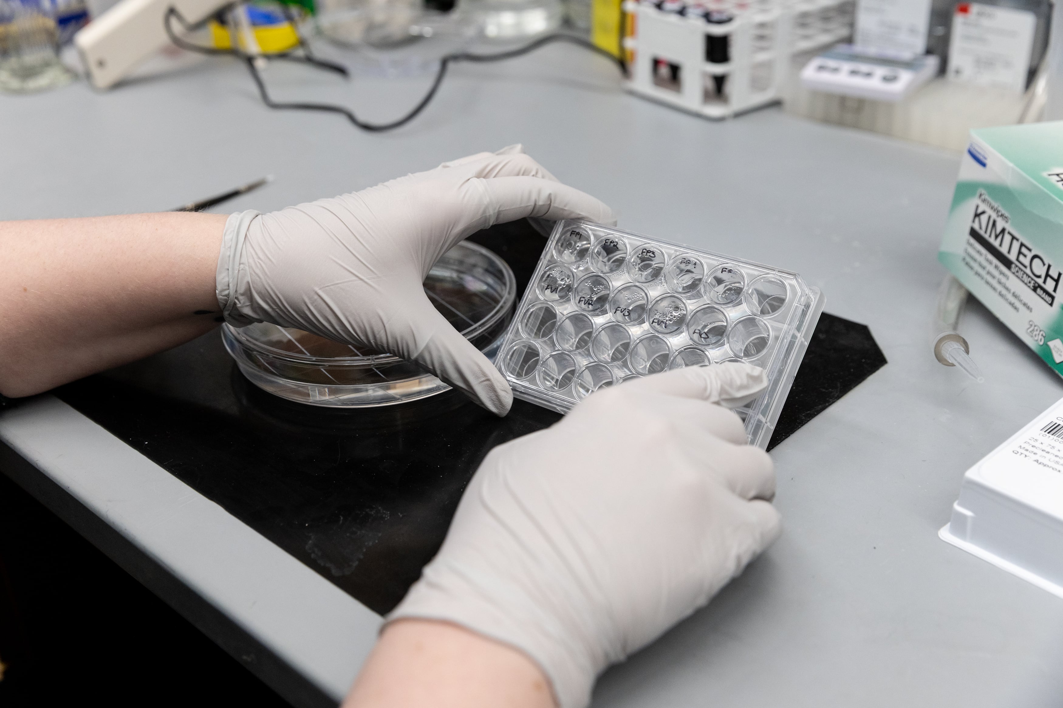 Two gloved hands examine brain tissue from mice in a lab.
