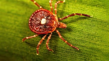 Early, aggressive tick season raising risks for Lyme disease, alpha-gal syndrome