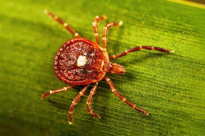 A close-up of a lone star tick.