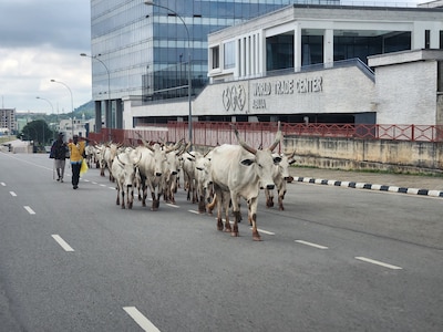 Some cattle move down a city street n Abuja, Nigeria.