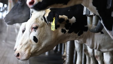 Bird flu: Trump administration’s pause on CDC report stalls studies