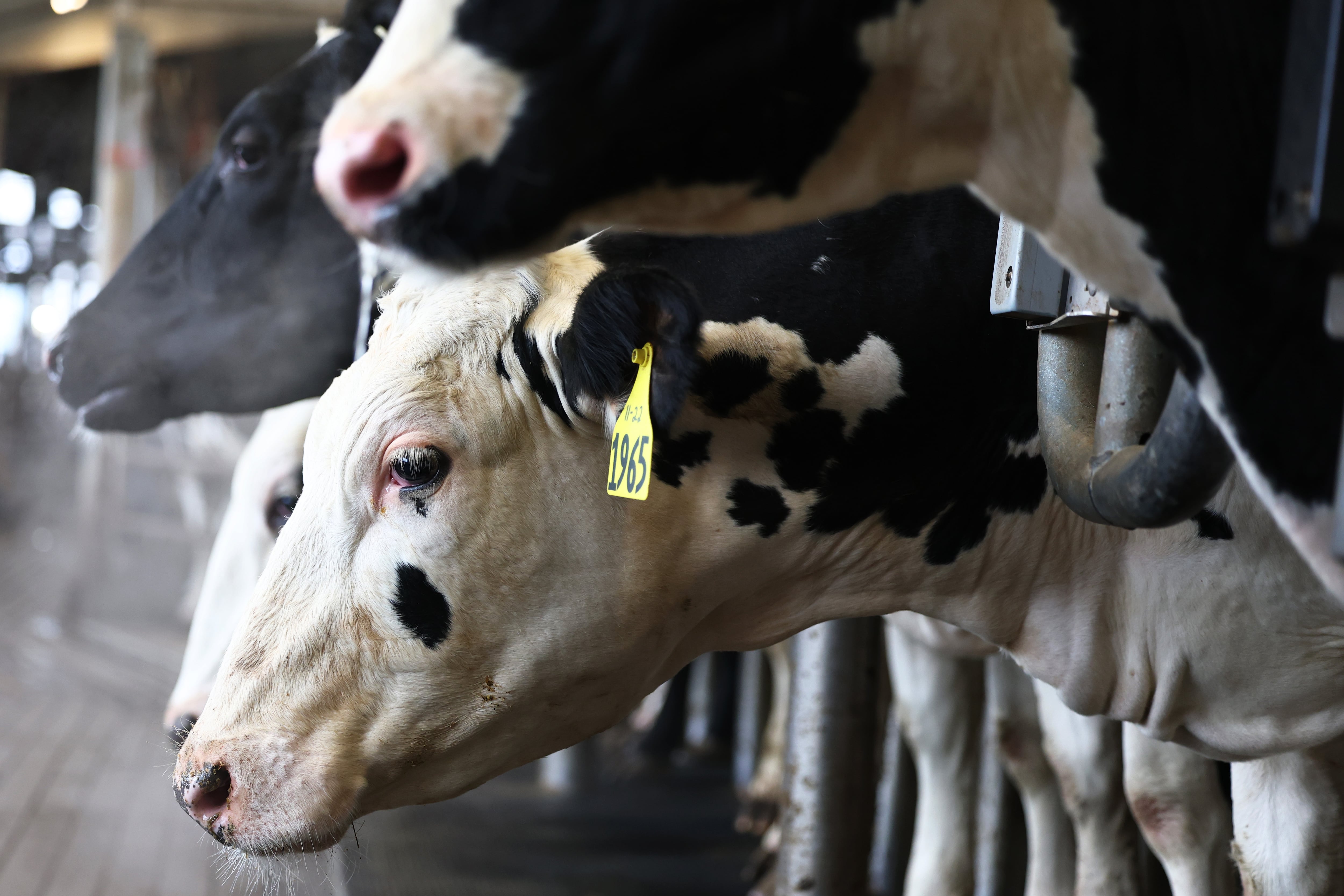 Cows are lined up for milking in a barn.