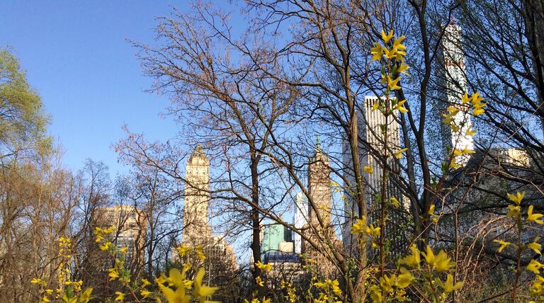 It's peak allergy season in New York. Here are some tips for coping as grass pollen takes over.