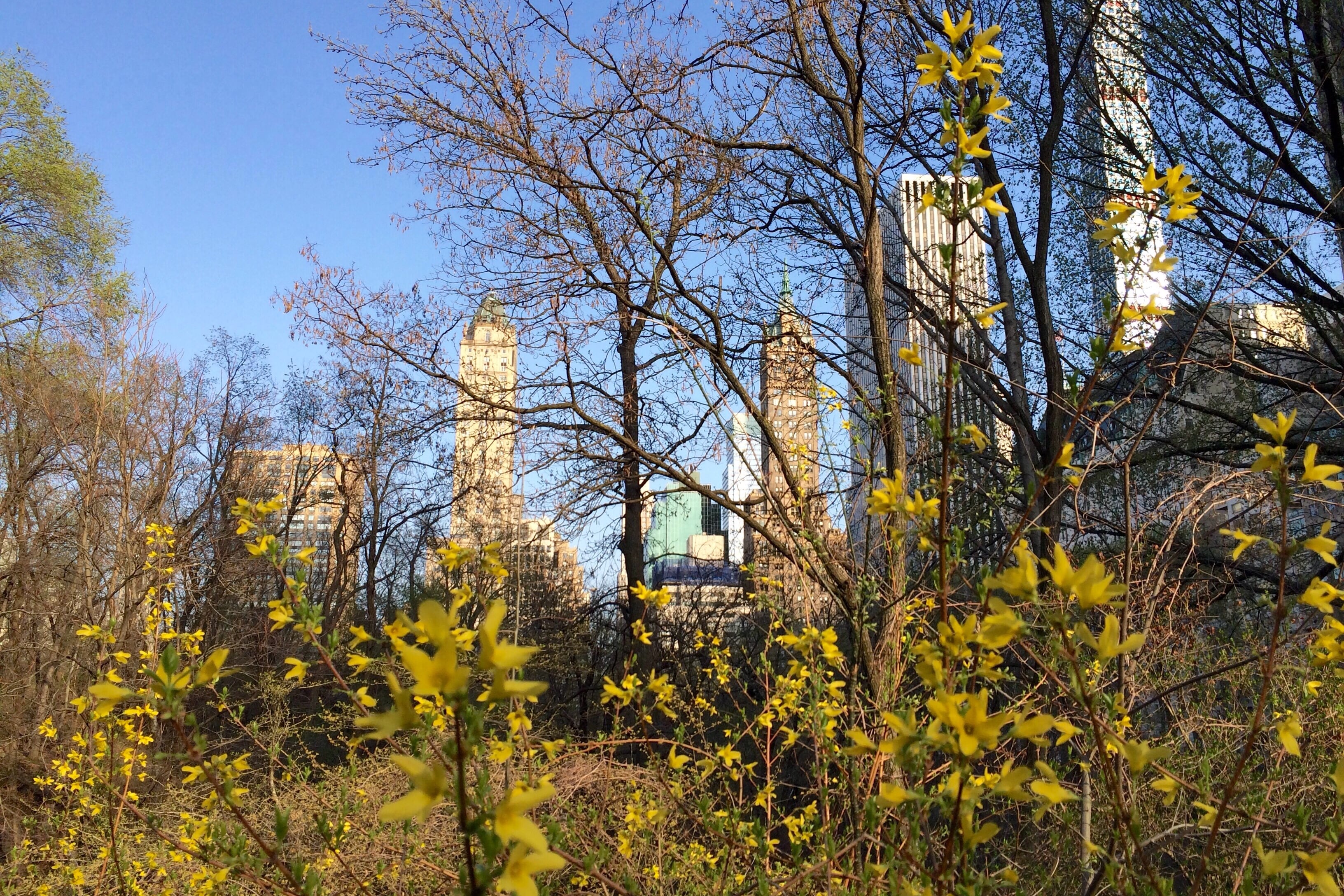 Plants grow during spring in Central Park in New York City.