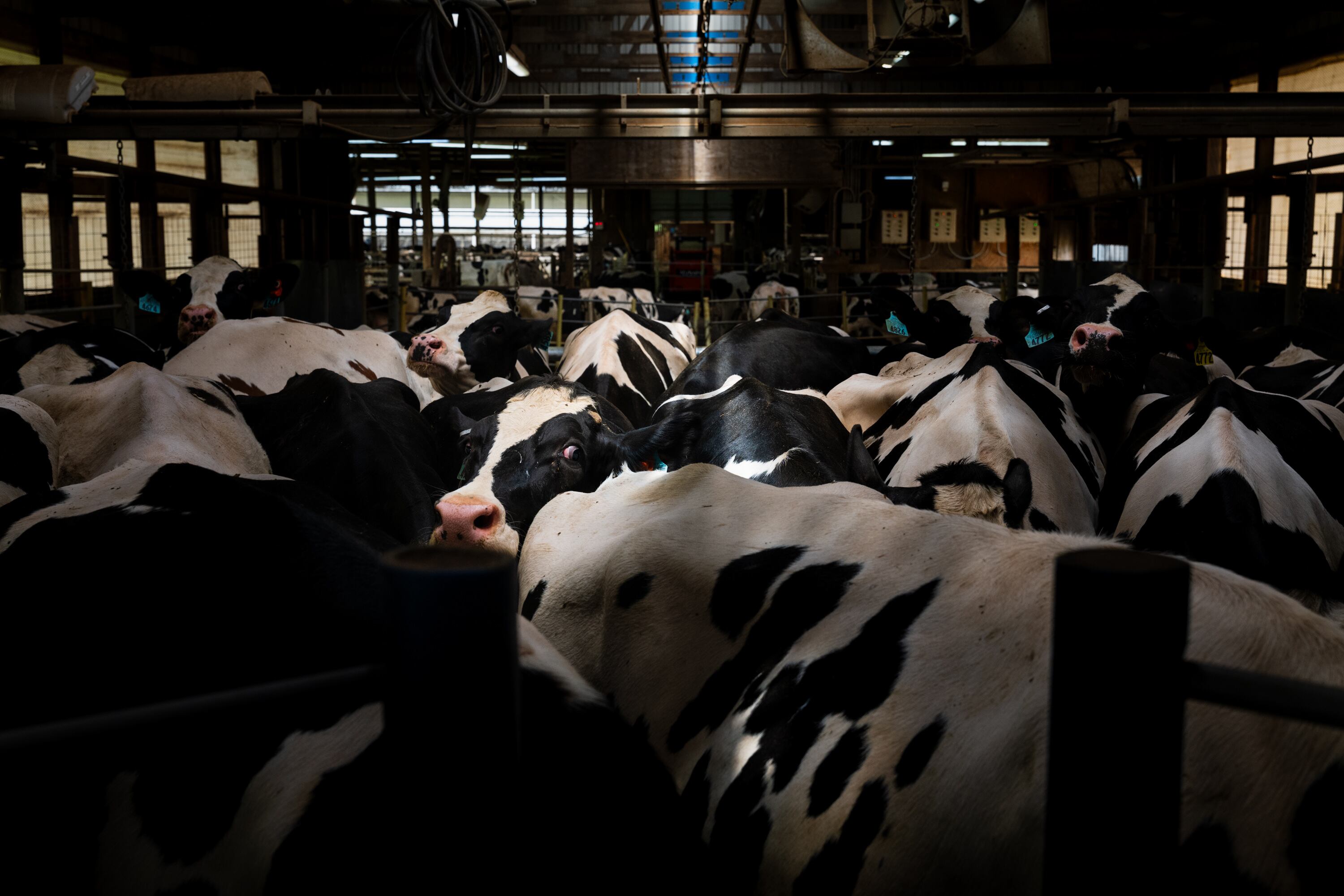 A pen full of dairy cows with little natural light coming through holes in the wall.