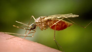 The malaria risk of U.S. mosquitoes: What you need to know