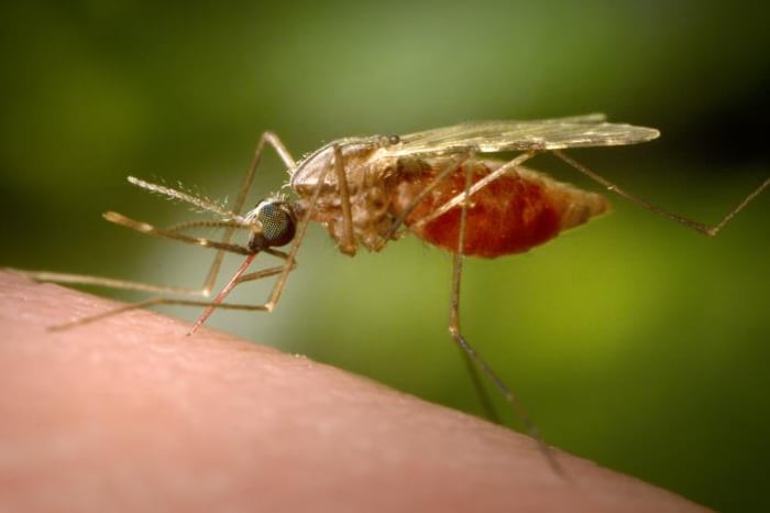 A mosquito rests on a person's arm.