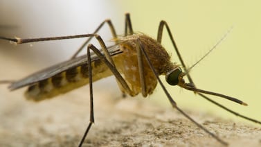 New York City reports the year’s first human cases of West Nile virus