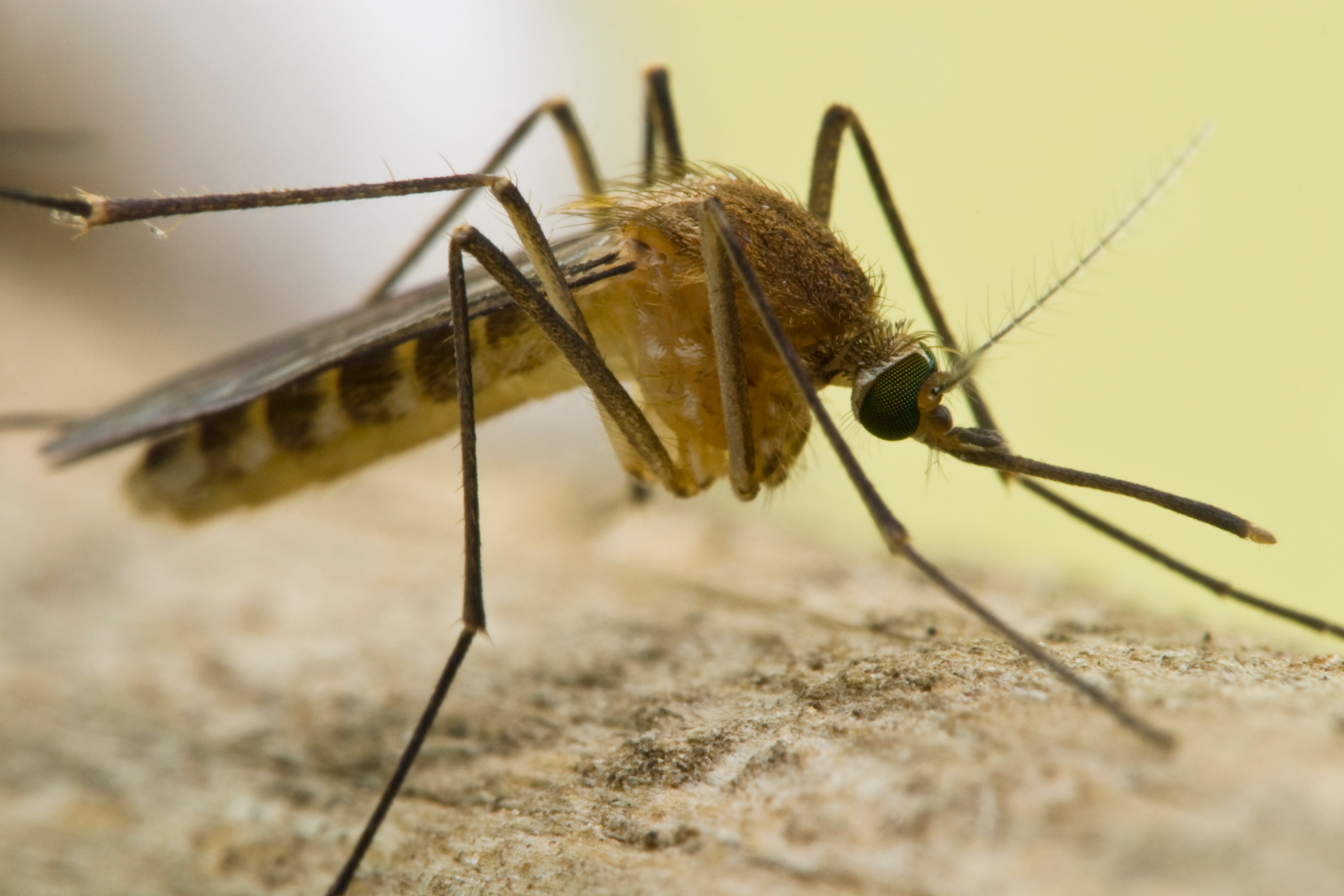 A close-up image of a mosquito.