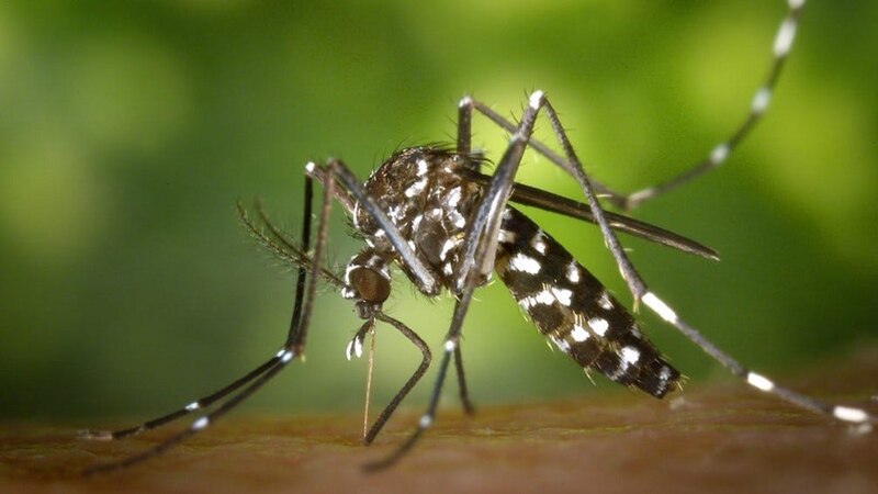 A close-up of a mosquito.