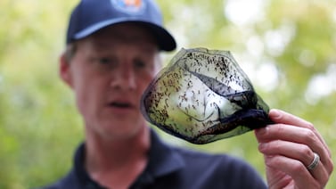 West Nile virus hits some states hard, leaving patients with severe neurological illness