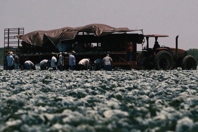 Farmworkers work in a field.