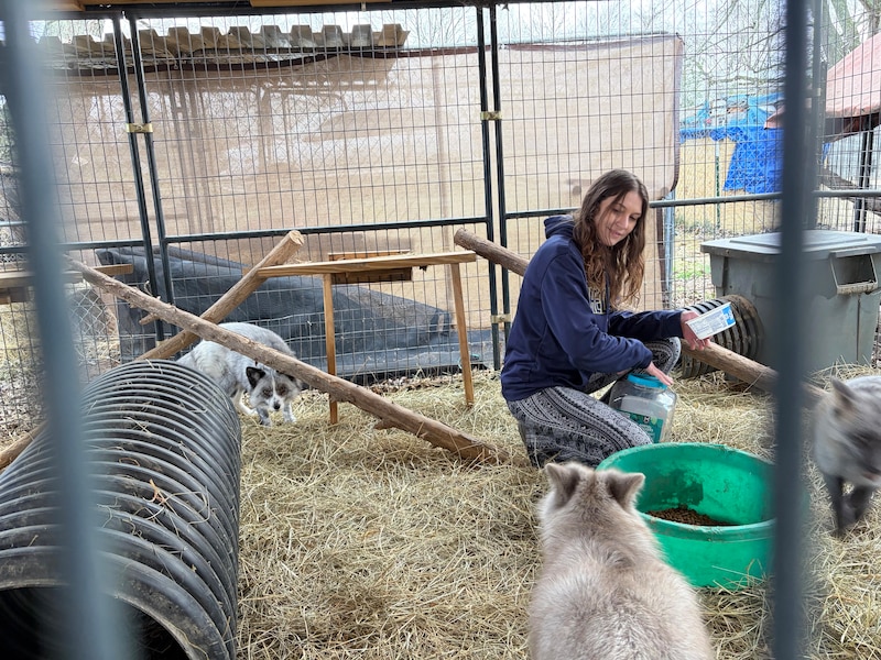 Emily Sory feeds foxes.