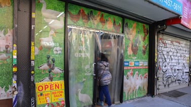 NYC live bird markets shuttered for a week, following bird flu detections