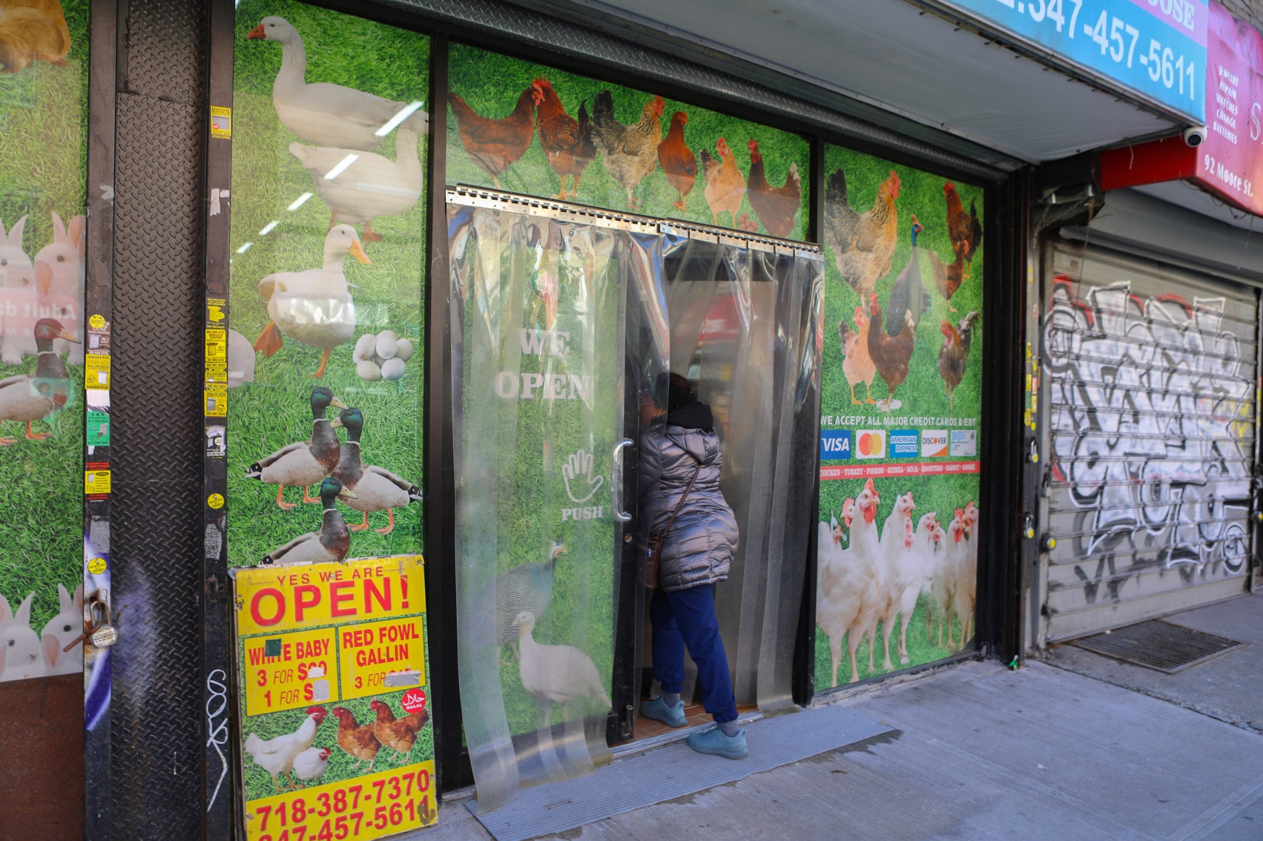 A person walks into a live poultry market in New York City.