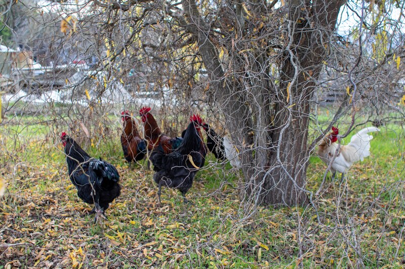 Several chickens surround a tree on a farm.