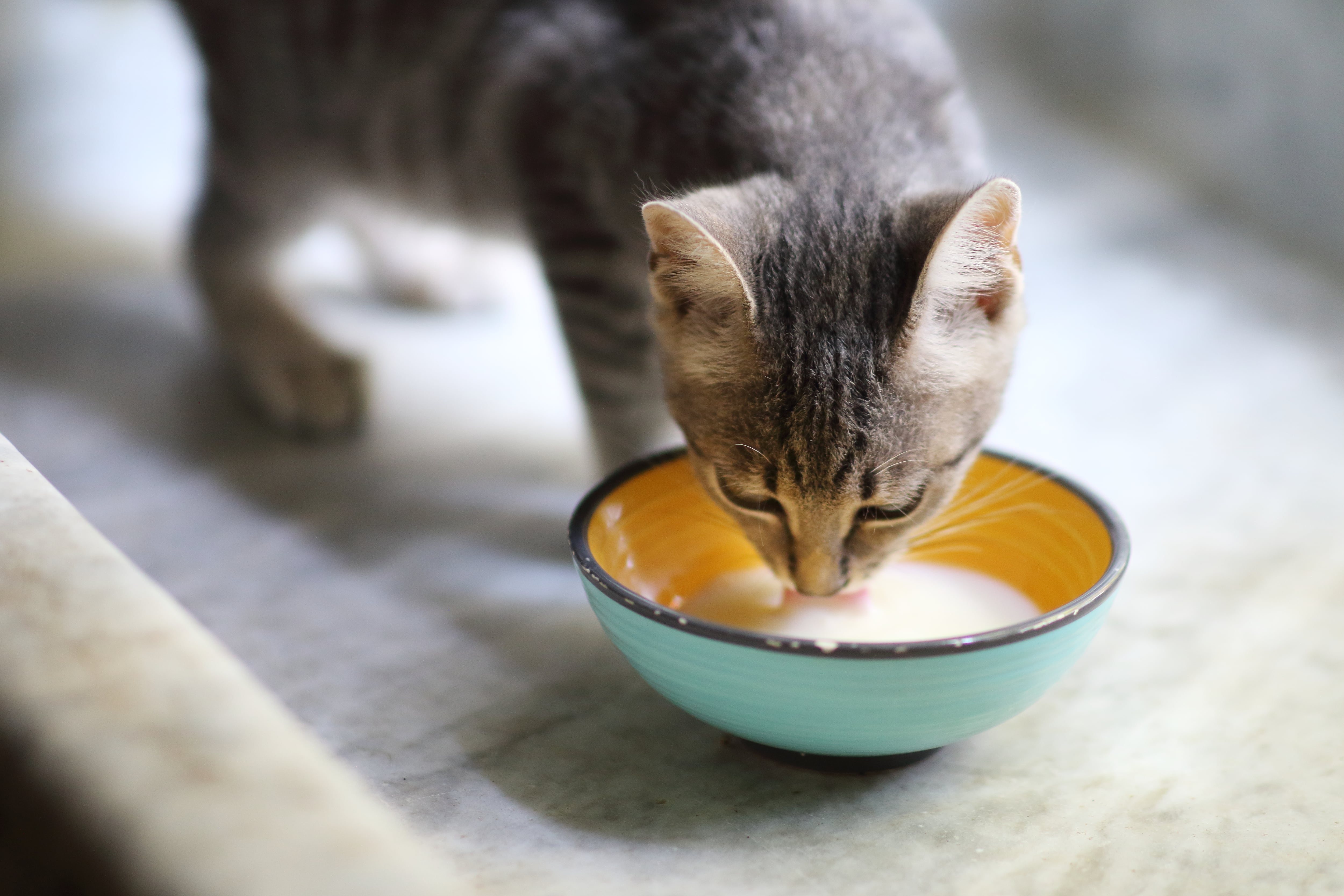 Gray kitten drinks milk from a colorful bowl.