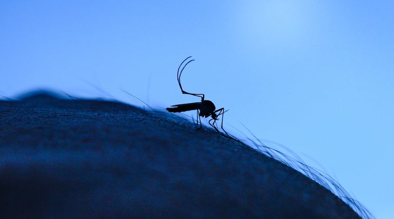 NY ramps up mosquito control to fight West Nile virus; Covid cases slowly rise